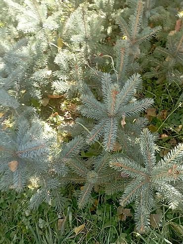 Ель голубая (Picea pungens, «голубая ель») — сеянцы/подрост в открытом