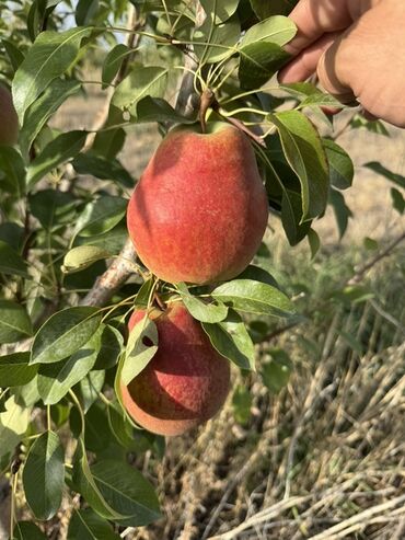 Груши: Груши В розницу, Самовывоз — 11