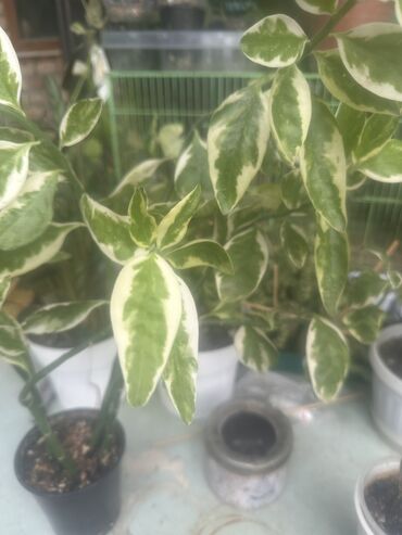 Другие комнатные растения: Комнатные растения — 23