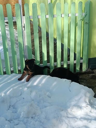 Продажа собак: Продаю Щенки чистакроный немецкой овчарки (черного окраса) тока — 5