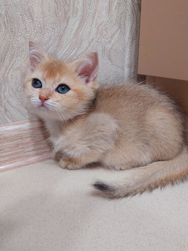 Pişiklər: Şotland, Dişi, Yaxşı əllərə, Ünvandan götürmə — 5