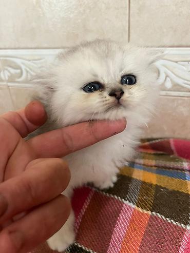 cins atlar: Gözəl uzun tüklü balaca pişik balası - Cins: uzun tüklü, yastı — 1