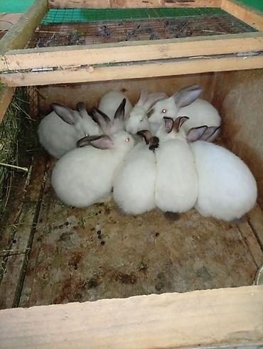 вязка коты: Продаю | Крольчата | Для разведения — 3