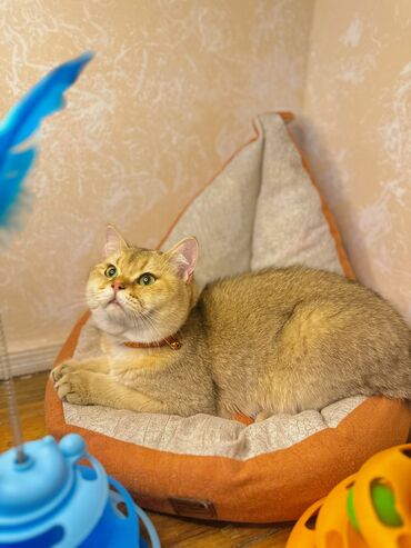 Pişiklər: Qızıl şinşilla, Erkək, Cütləşmə üçün, Pulsuz çatdırılma, Ödənişli çatdırılma, Rayonlara çatdırılma — 3