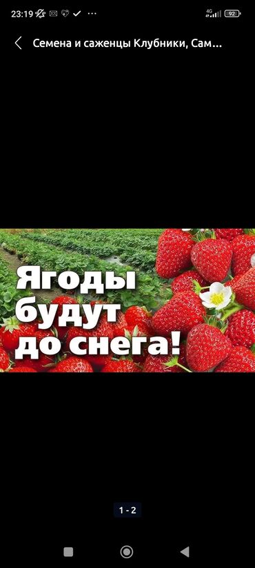 dzhinsy na devochku 9 10 let: Семена и саженцы Клубники, Платная доставка