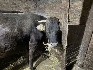 Коровы, быки: Продаю | Бык (самец) | На откорм | Привязанные — 5