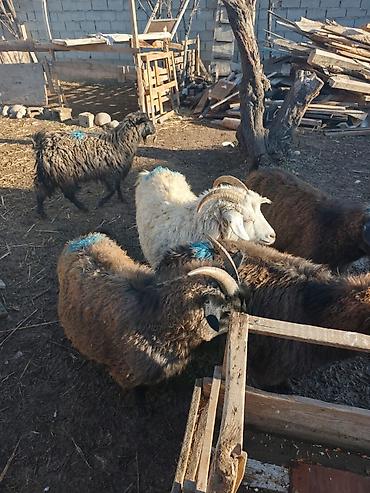 Козы, козлы: Продаю | Коза (самка), Козёл (самец), Козлёнок — 17