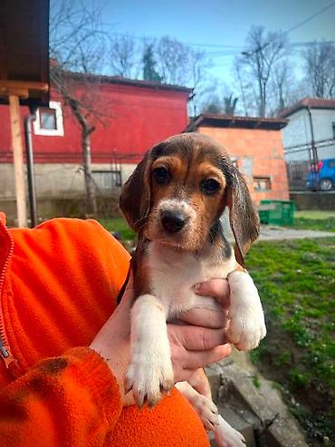 Psi: Bigl štenci Prodajem prelepe rasne štence rase Bigl, oštenjene — 9