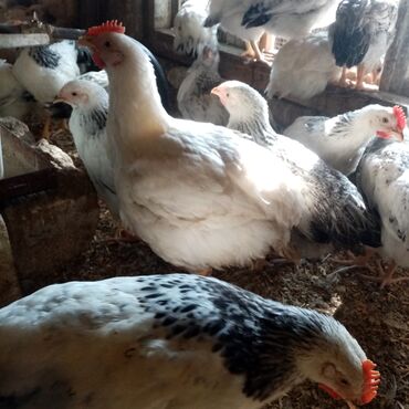 Toyuqlar: F6-serebrist cücələr satılır vitamin və dərmanlar verilib tam sağlam -da lalafo.az — 8 Toyuqlar: F6-serebrist cücələr satılır vitamin və dərmanlar verilib tam sağlam — 8