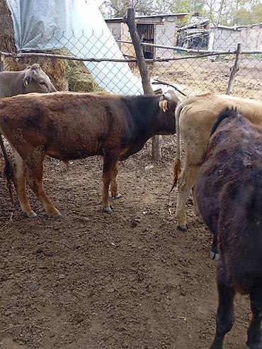 Коровы, быки: Продаю | Бык (самец) | На откорм — 4