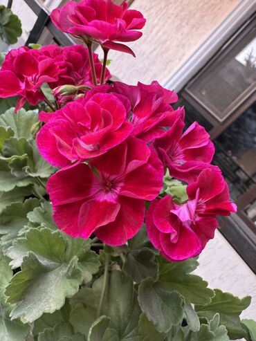 Герани и пеларгонии: Герань в горшке, цветущая ! Красивый розовый оттенок, листья красивые! — 3