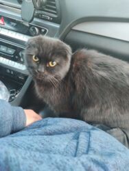 где можно купить шотландского вислоухого котенка: Шотландская вислоухая кошка, окрас — сплошной чёрный (black/solid)