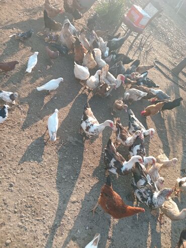 Toyuqlar: Toyuq, Damazlıq — 12