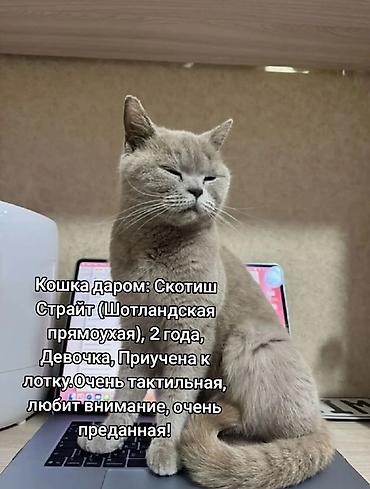 Мышыктар: Мышык бекер берилет: Скотиш Страйт (Шотландиялык тик кулактуу), 2 жаш, Ургаачы, Лотокко барууга үйрөтүлгөн — 1
