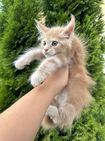 мейн кун котята: Порода: котёнок мейн-кун Окрас: кремовый с белыми отметинами Тип — 3