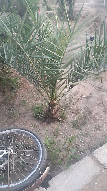 tikanlı bitkilər: Bağ bitkiləri – dekorativ sukulent və palma növləri - Agave americana — 3
