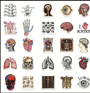 tibbe aid sekiller: Məhsul: Anatomik mövzulu stiker seti 50 ədəd - Məzmun: Beyin, ürək — 4