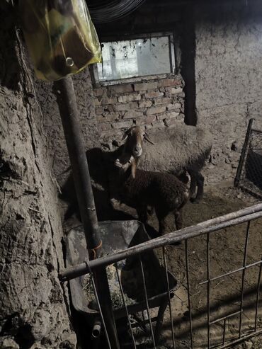 Бараны, овцы: Продаю | Овца (самка) | Для разведения | Матка — 1
