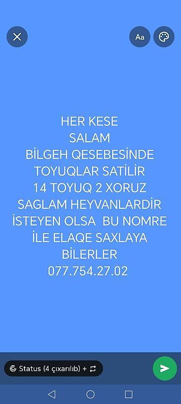 Toyuqlar: Bilgəh qəsəbəsində toyuqlar satılır: 14 dene toyuq və 2 xoruz. Sağlam — 1