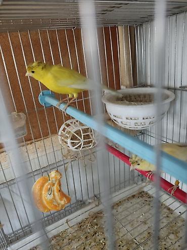 Птицы: Канарейки, попугаи, амадины, голуби! По адресу Абдрахманова315 — 6