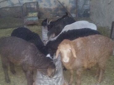 Бараны, овцы: Продаю | Ягненок | Гиссарская, Арашан | На забой, Для разведения | Племенные
