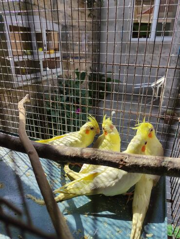 Tutuquşları: Korella 40-70 azn əl quslari bala hazir quslar tutuqusu quslar papuqay — 17