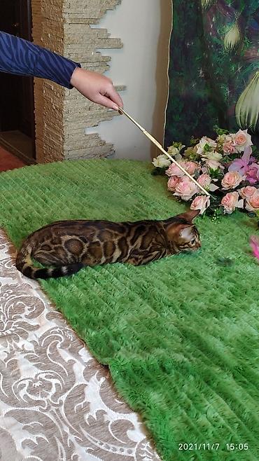 породистые кошки: Шикарные бенгальские котята 3-4мес. Лучший подарок для любящего — 7