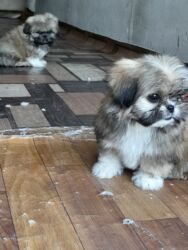 İtlər: Pekines, 1 ay, Dişi, Ödənişli çatdırılma — 11