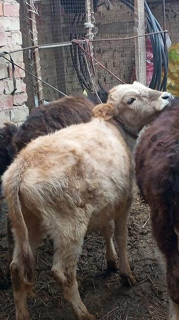 Коровы, быки: Продаю | Тёлка — 2