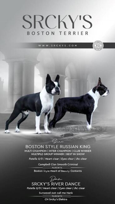 zenske helankeuniverzalnacena iznutra postavljene: Boston terrier kennel Srcky's oglasava slobodne za rezervaciju i