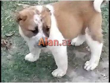 it akita: Peyvəndli — 1