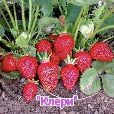 семена люцерны джеа цена в бишкеке: Көчөттөр : Кулпунай