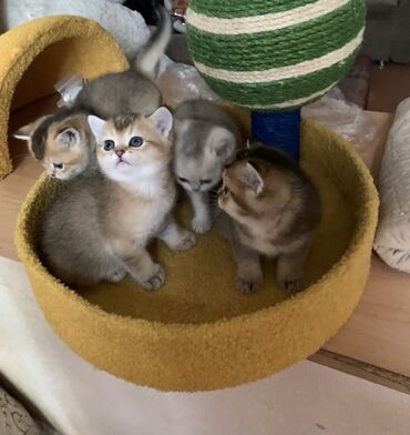 купить британского короткошерстного котенка: На Бронь!Британские котята (в помёте несколько окрасов) - Порода
