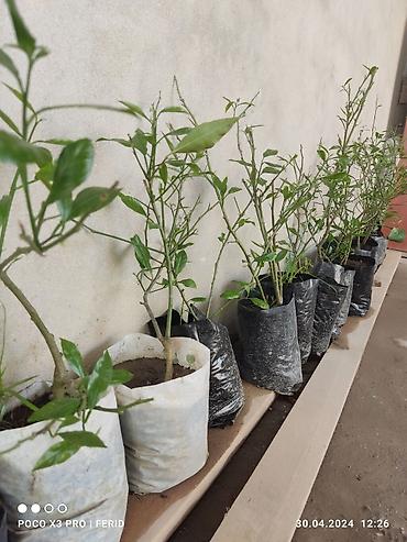 limon ağaçı: Ağaclar satışı Limon Apersin Mandalin Kinkan Palma fexu isdeyen yazsın — 2
