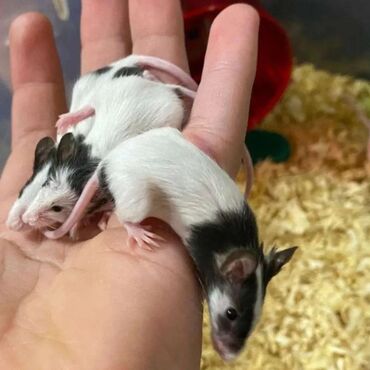 Хомяки: Продаются хомячки джунгарские, сирийские, ангорские пушистые хомячки — 13