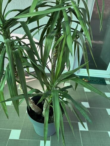 Knjige i stripovi: Dve novogodisnje zvucne knjigice za decu,jedna je 800dinara,knjigici na lalafo.rs — 16 Knjige i stripovi: Dve novogodisnje zvucne knjigice za decu,jedna je 800dinara,knjigici — 16