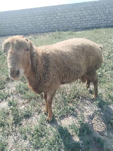 43 kq diri cəki erkək 10 aylig toglu satilir isdəyən gəlsin baxsın