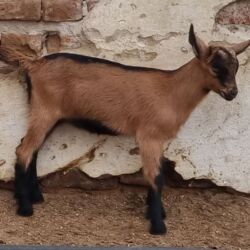 Keçi, çəpiş: Saanen/Anglo-Nubian tipli südlük keçi sürüsü - Fotoşəkillərdə görünən — 8