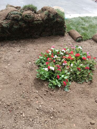 Toxumlar: Kefietli qazon
jefietli iş
kefietli torf
bizdedir — 14