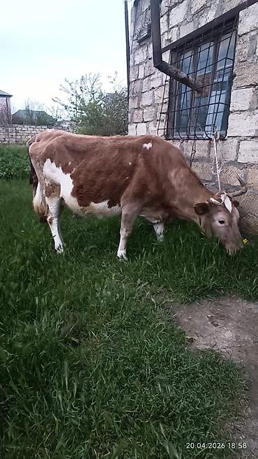 Inəklər, öküzlər: Simental tipli dişi inək - Rəng: açıq-qəhvəyi və ağ ləkəli - Sağım — 9