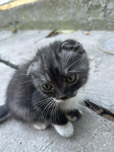 Отдам даром кошку: Котята с ярким окрасом - Порода: домашние короткошёрстные - Окрас — 8