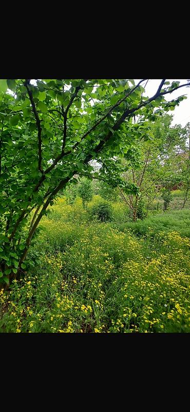 Torpaq sahələrinin satışı: 8 sot, Tikinti, Mülkiyyətçi, Kupça (Çıxarış) — 10