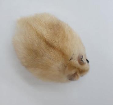 hamster kombat: КУПЛЮ КУПЛЮ КУПЛЮ джунгарского хомяка с расцветкой как на фото — 2