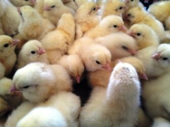 обмен на овчарку: 🐣 Продаются суточные курочки породы Адлерская серебристая! ✔ Крепкие at lalafo.kg обмен на овчарку: 🐣 Продаются суточные курочки породы Адлерская серебристая! ✔ Крепкие