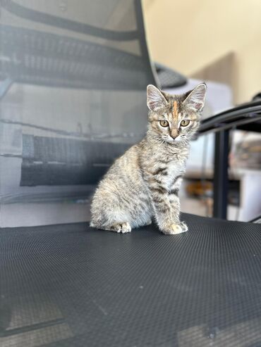 кошка с разными глазами: Кошка даром: Беспородная, 3 месяца, Девочка, Приучена к лотку, Проглистована