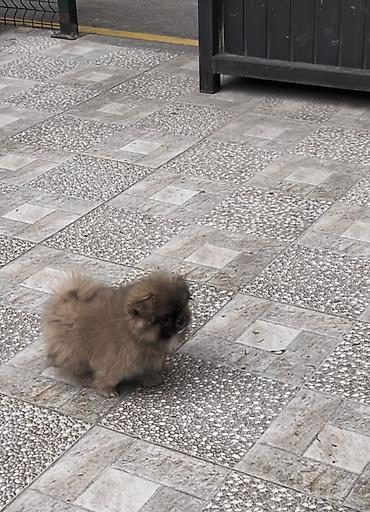 Şpitz, 2 ay, Dişi