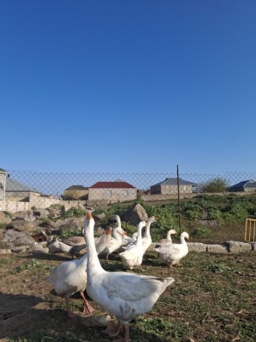 ev şəpitləri: Dişi, | Linda, Ətlik, Ünvandan götürmə