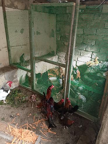 Salam şəkildəki heyvanlar hamısı xoruzu 5 ədəd Yaponka
2 ədəd Heyratı lalafo.az -da Salam şəkildəki heyvanlar hamısı xoruzu 5 ədəd Yaponka
2 ədəd Heyratı