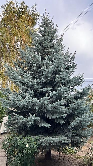 Үй жана бакча: Ель колючая (голубая ель, Picea pungens ‘Glauca’) - Эффектная хвойная — 2