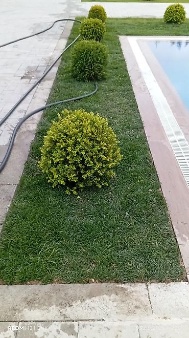 landşaft dizayn: 🌿🔥 HƏYƏTİNİZİ YAŞILLAŞDIRMAĞIN ƏN SÜRƏTLİ YOLU! 🌱 Rulon qazon – təbii — 7